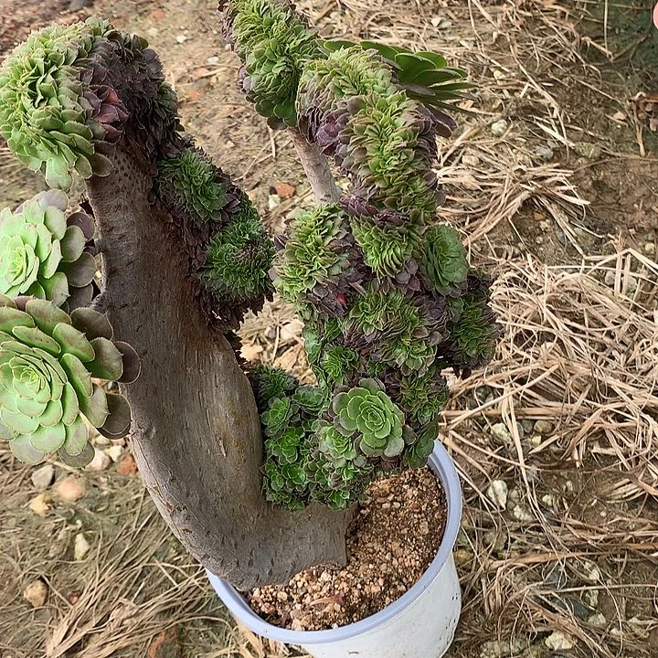 铜壶朵朵脱土发货啊