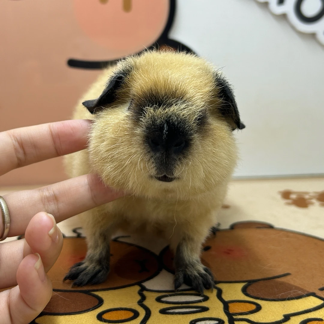 宠物豚鼠奶黄泰加荷兰猪弟弟