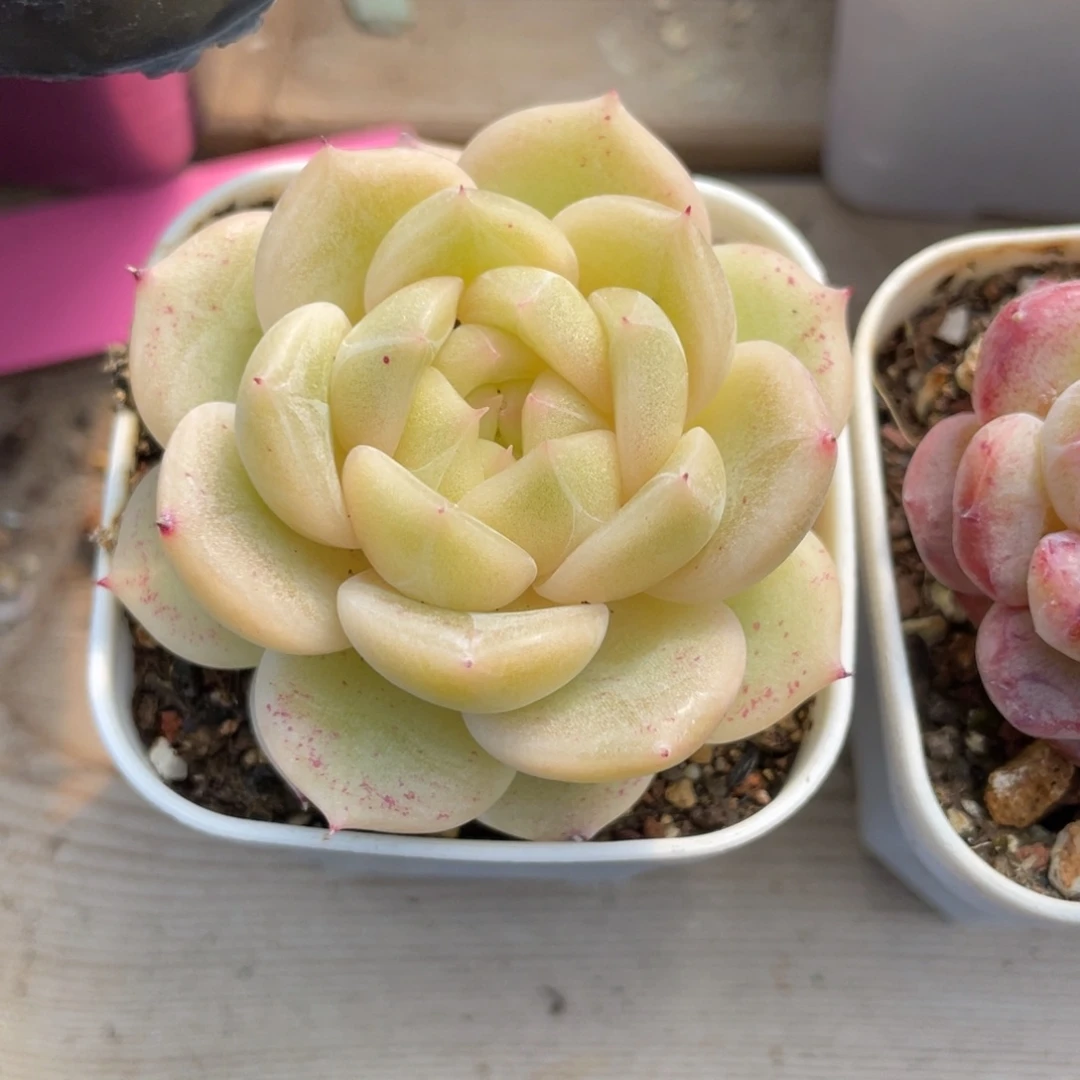 优选麦杆多肉福利2573