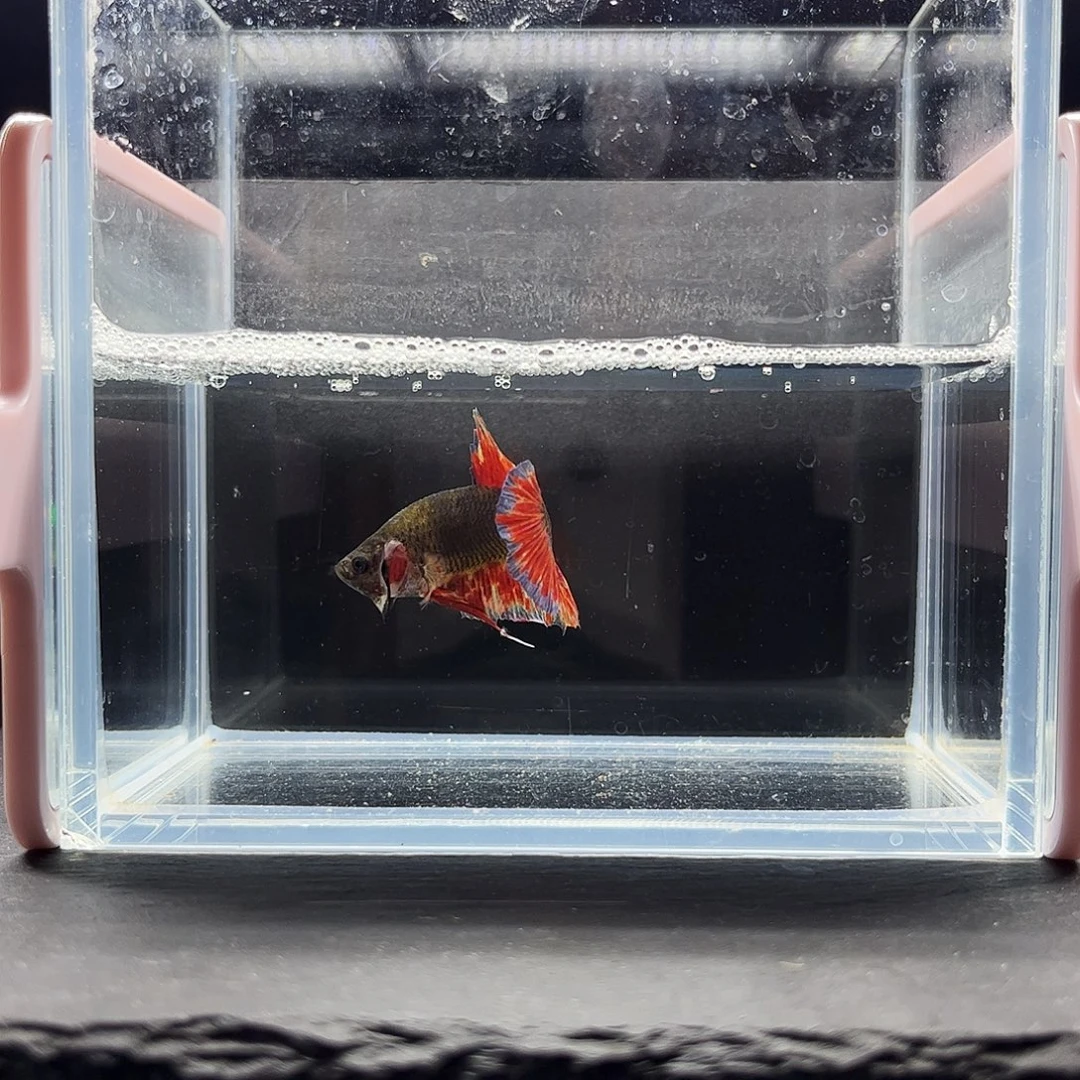 海水鱼宙斯斗鱼竞拍1227