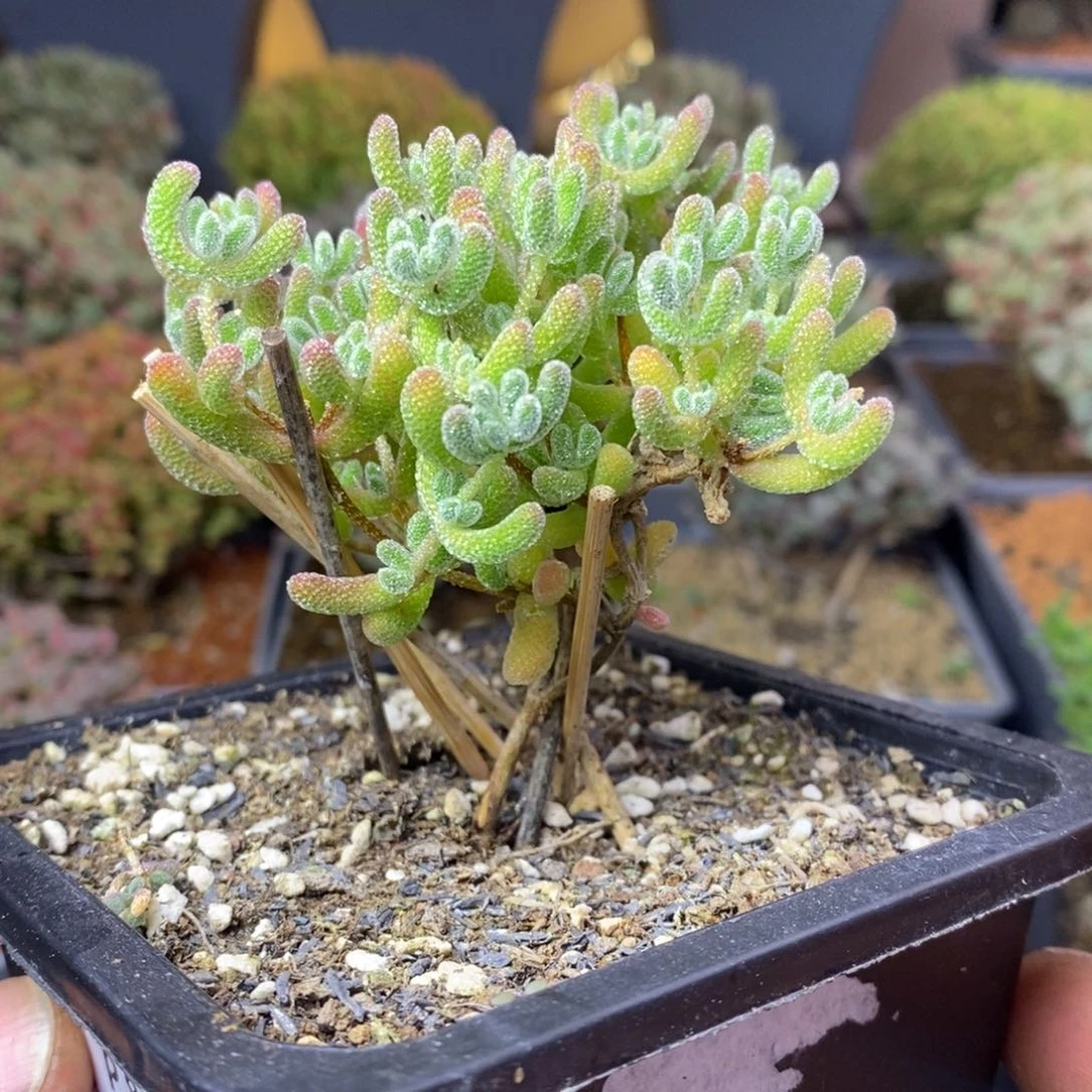 816优选冰晶枝干