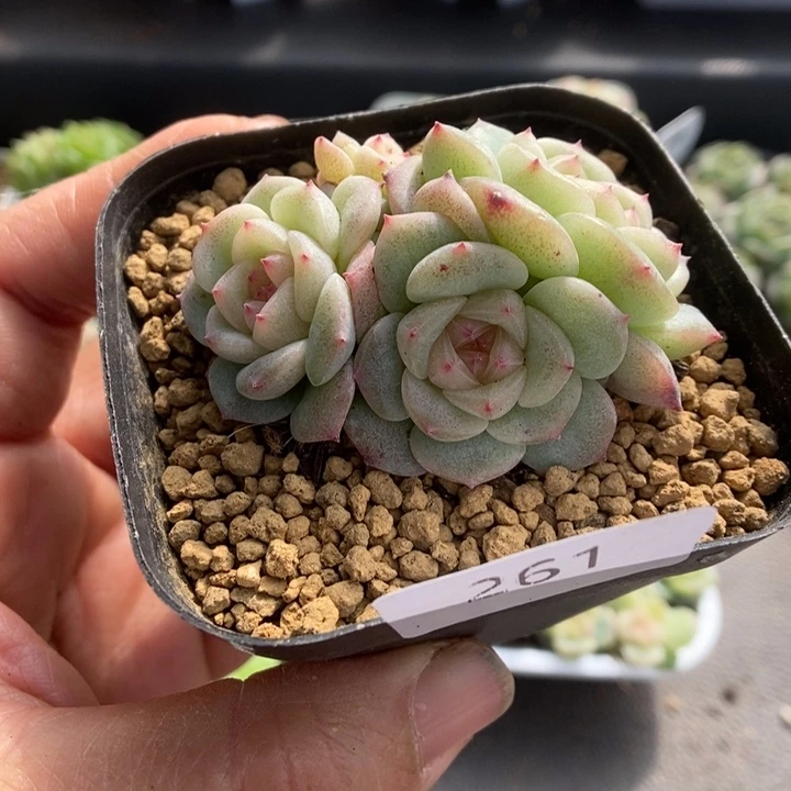 一物一拍一物一拍1113-261