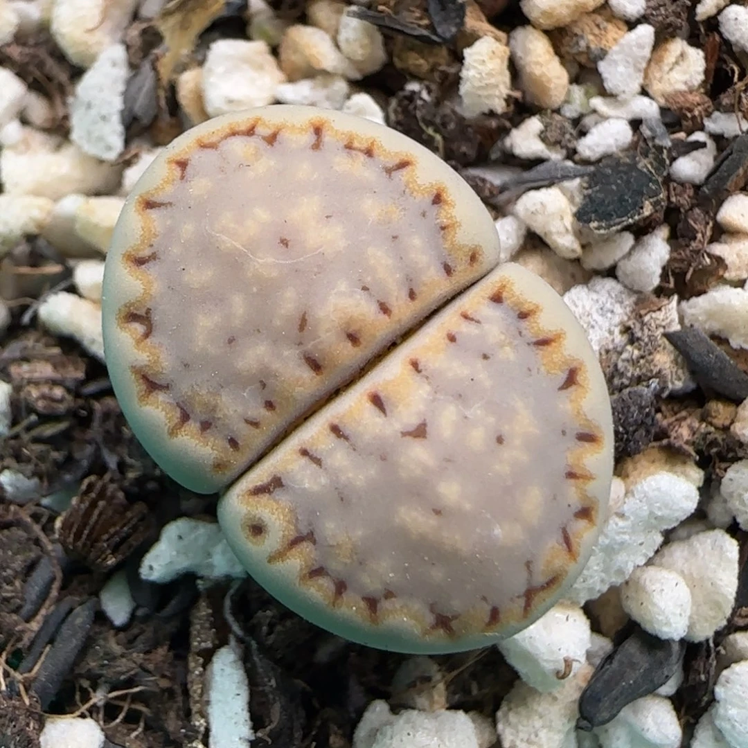 5.31。215饼干。9164