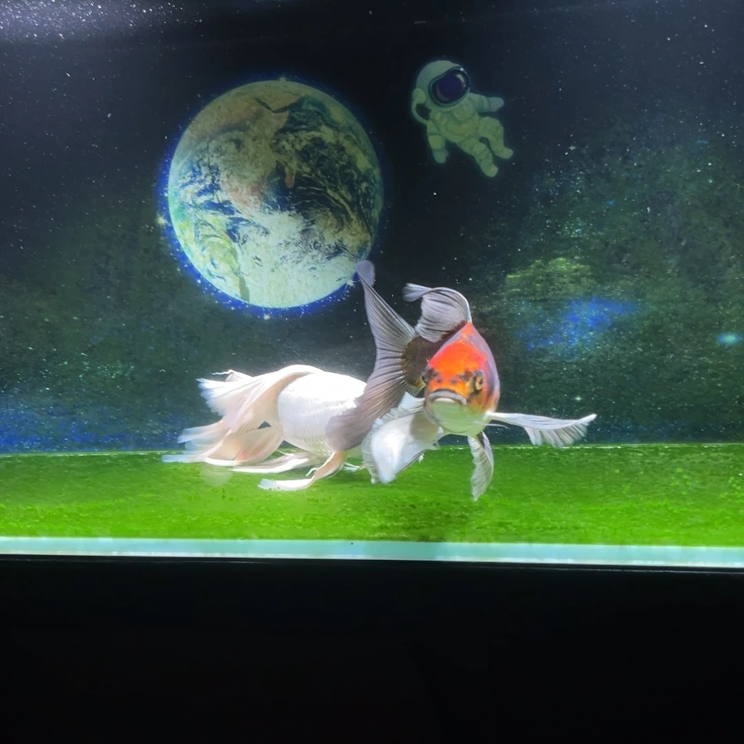 海水鱼蝴蝶鲤观赏鱼hobgma