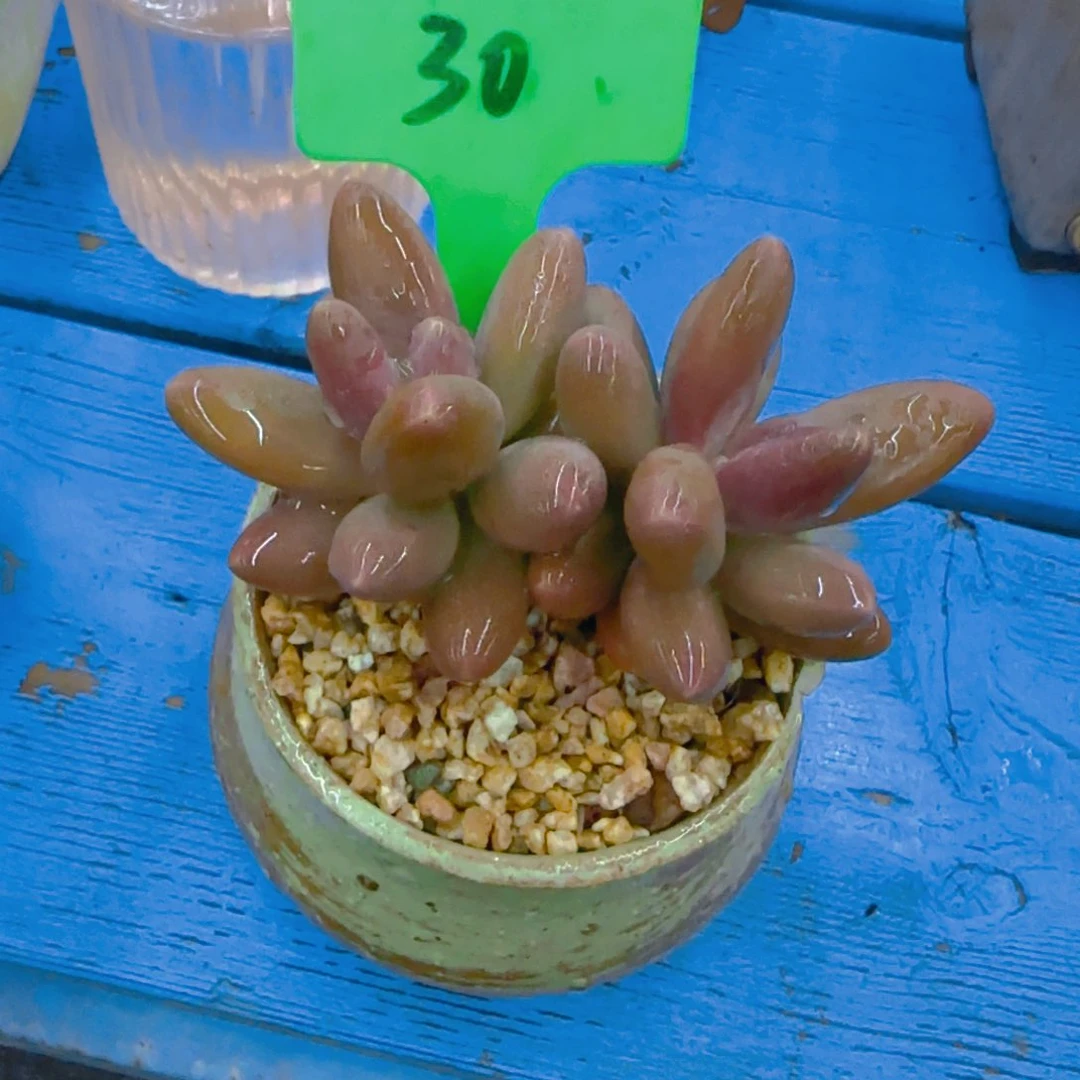 贾****J30多肉植物一物一拍