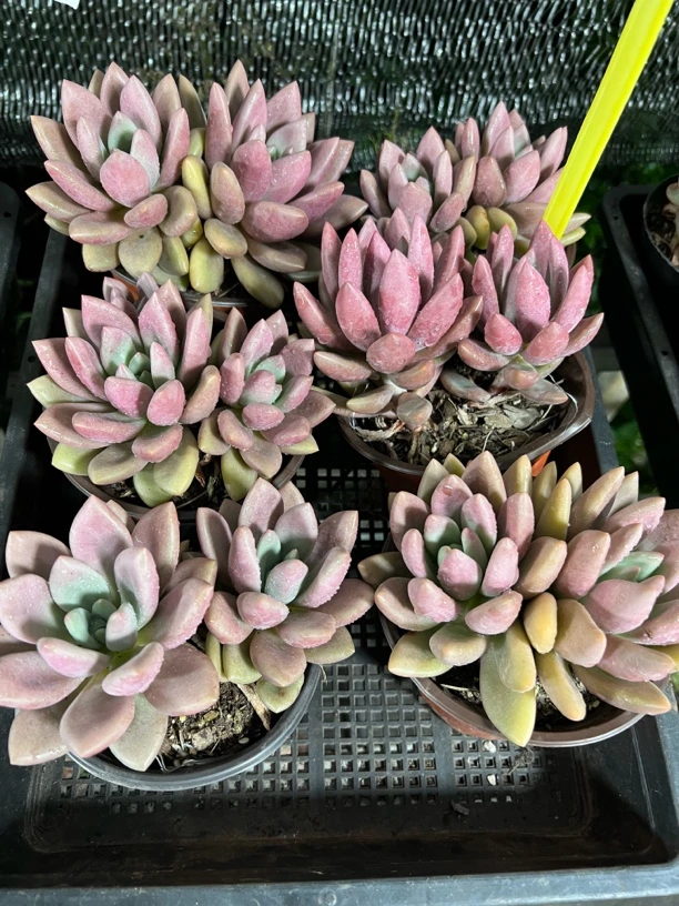 【桃花源 满足九块九包邮】阳台办公室庭院老桩盆栽多肉植物