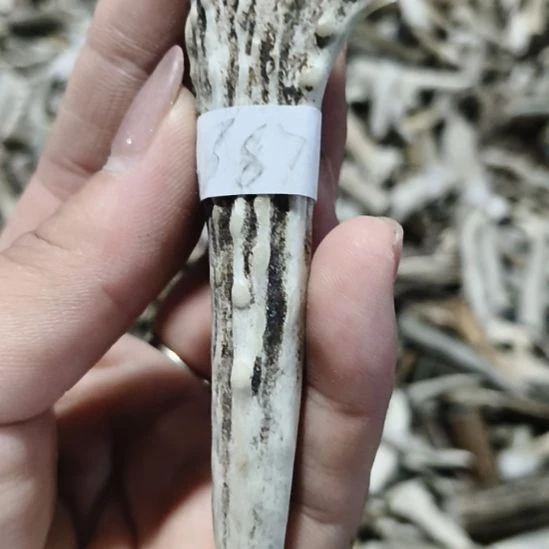 啊***可陶瓷鹿角鹿角鹿角