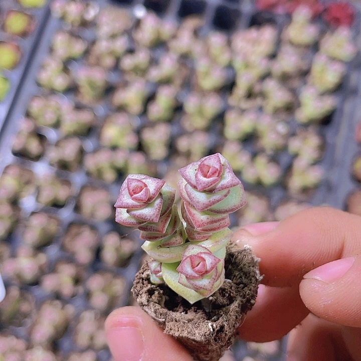 钱串群【满10颗包邮】