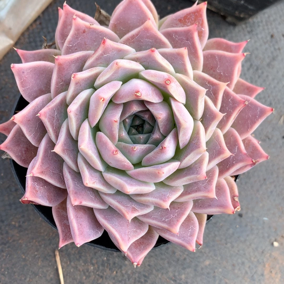 5487杂交多肉植物