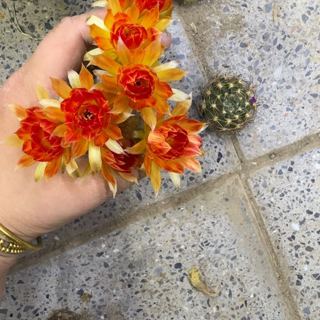 338丽花93歪无根侧牙3公分左右，20包邮