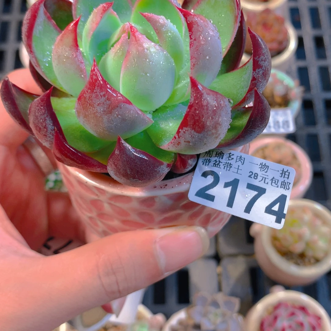 5厘米盆精控多肉2174