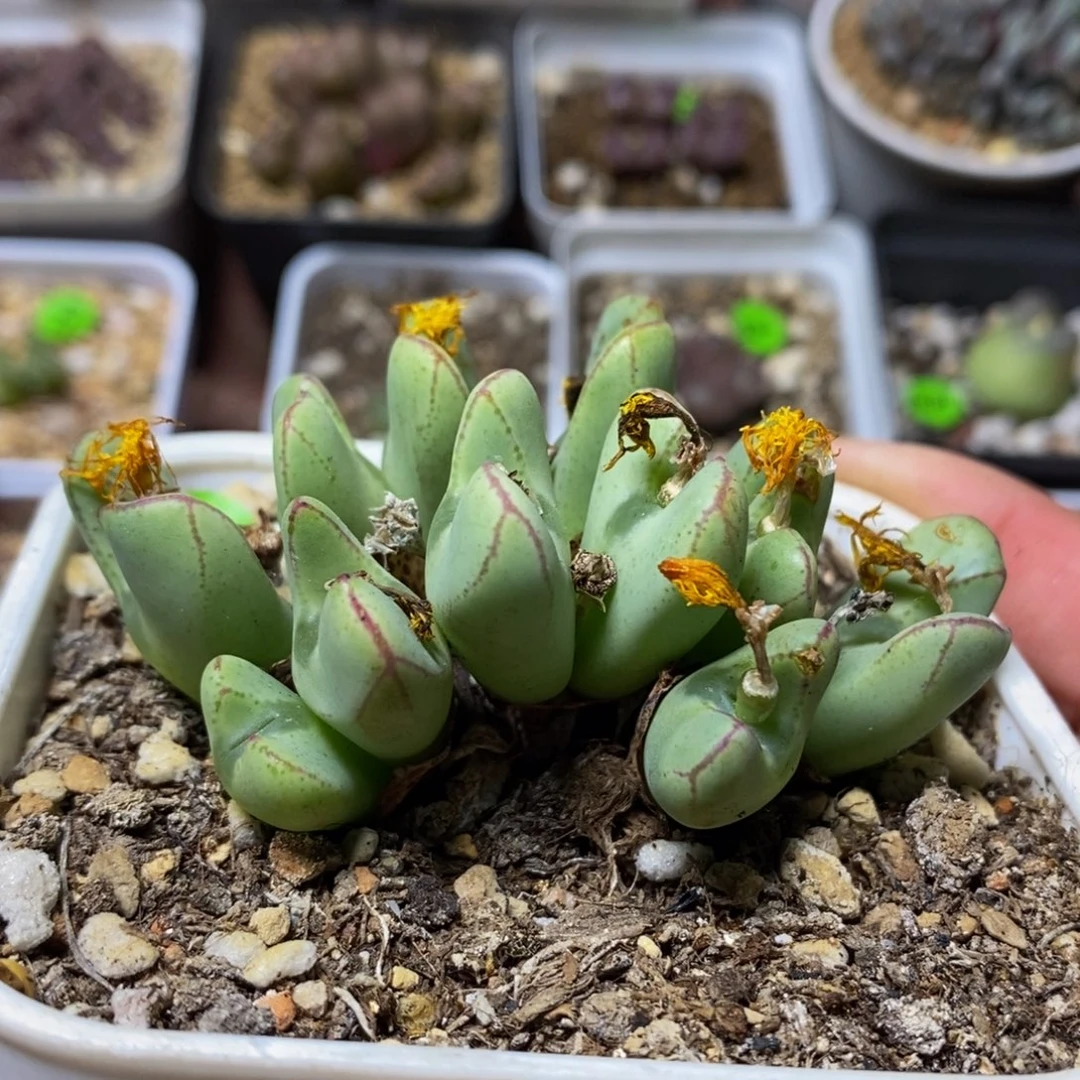 漂漂亮亮多肉植物755