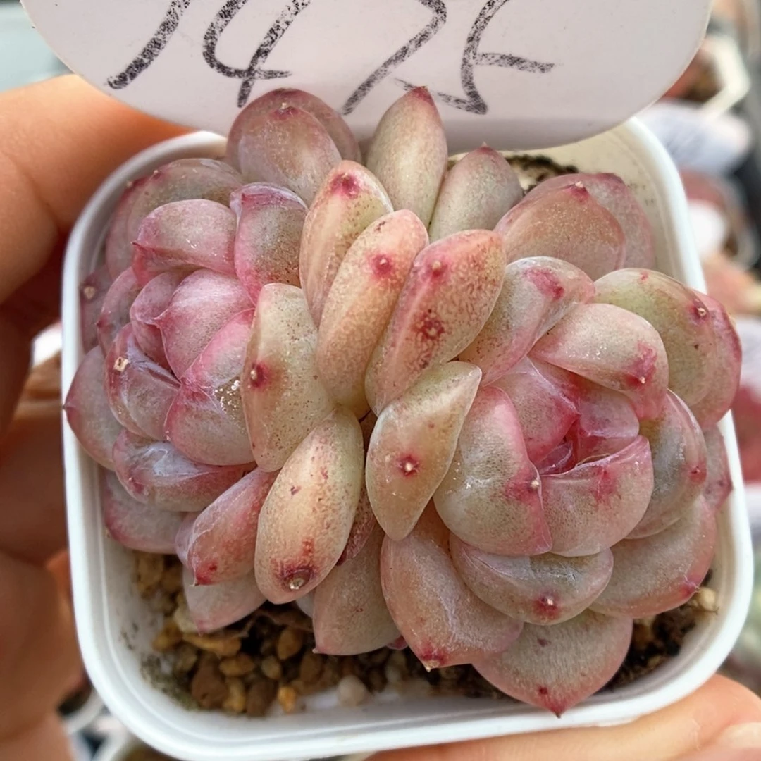 糖心珍妮双头可拍9475号