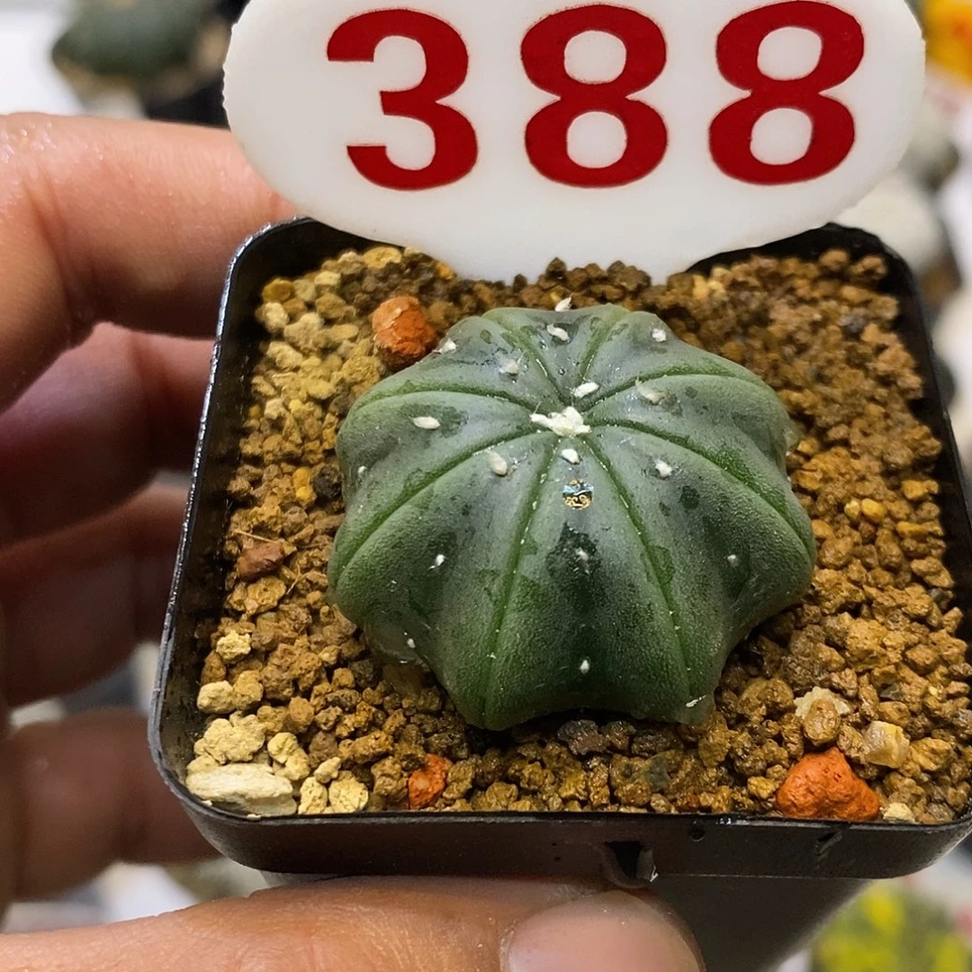 388琉璃海星特价来了