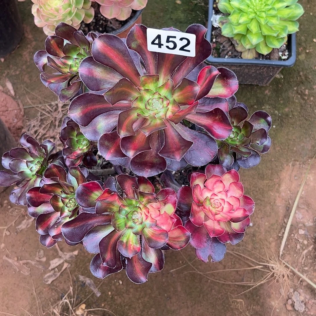 光***8精品多肉植物452花蝴蝶