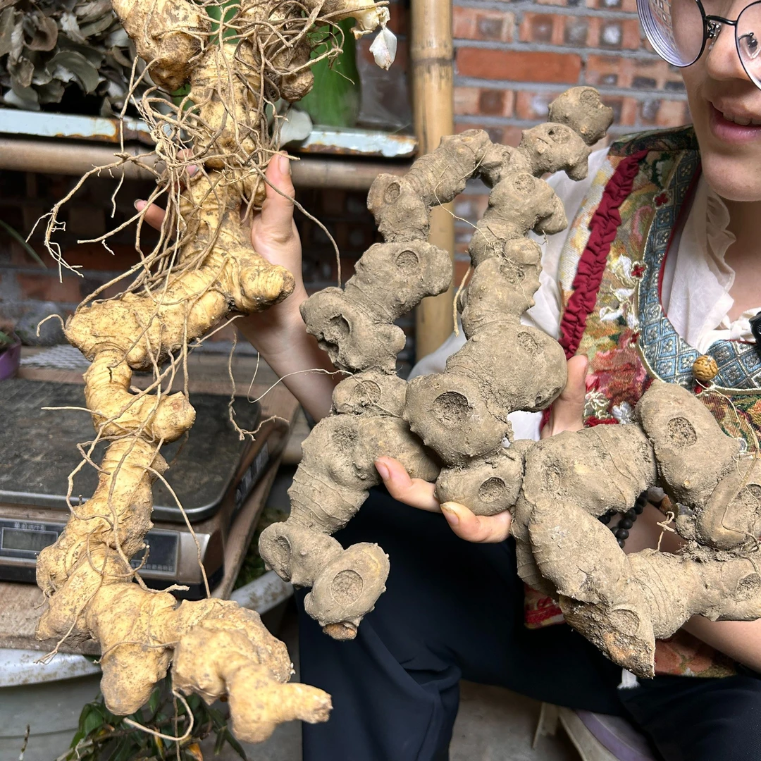 一物一拍 【多花黄精】精选黄精