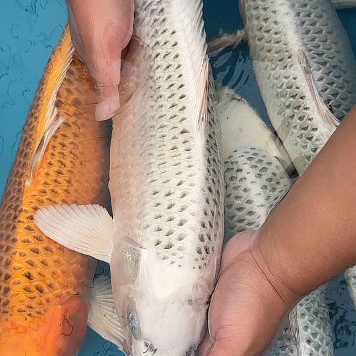 海水鱼赤目芒果银松