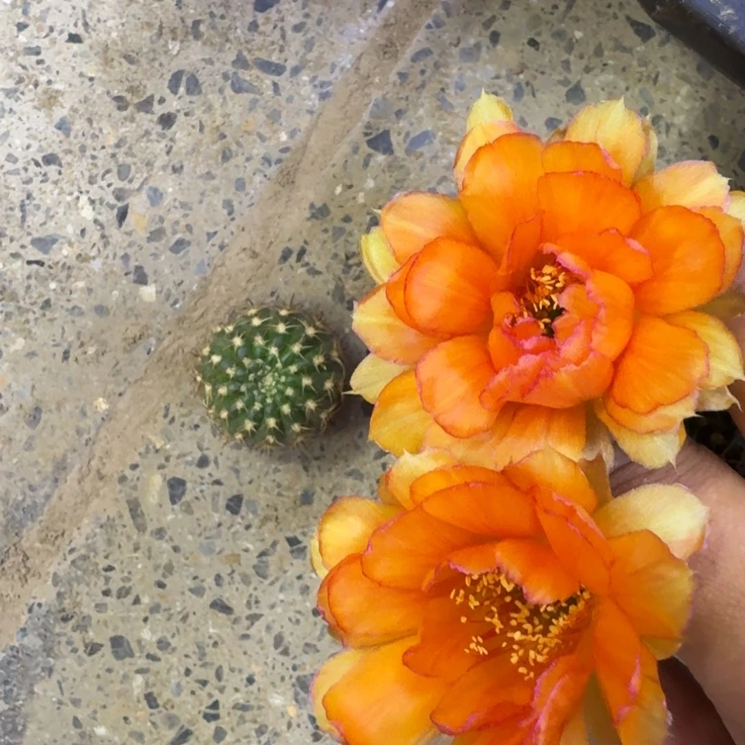 28丽花木红边歪3公分左右无根侧牙，20包邮