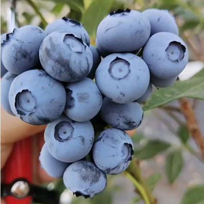 【一物一拍】花香F6大果蓝莓树苗南北方阳台庭院盆栽地栽种植