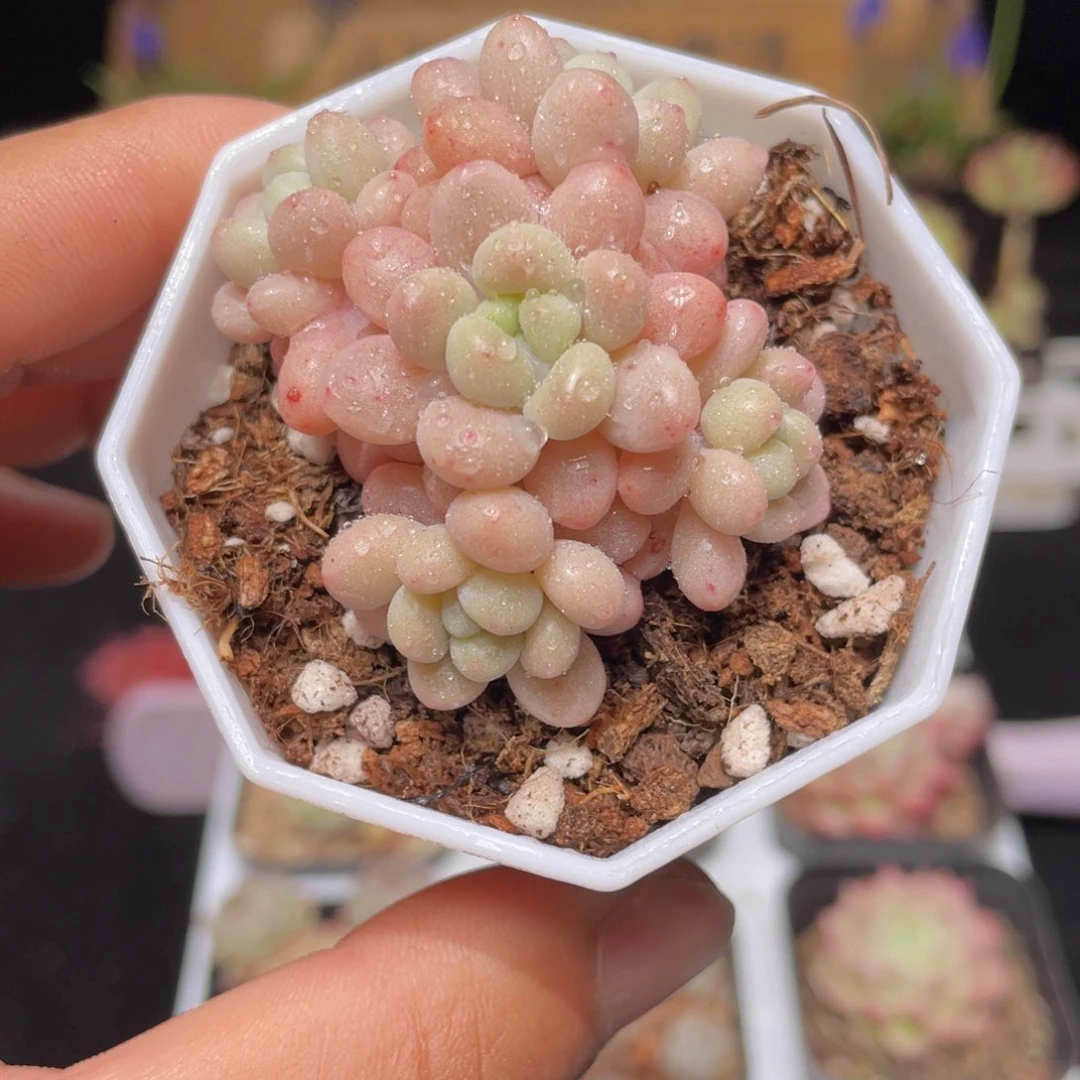 洛可可多肉9.9包邮发货