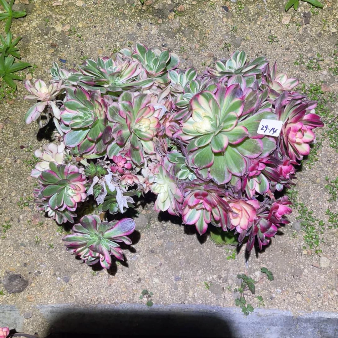 12-29-14西施砍头群两颗