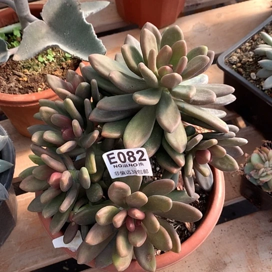 芒果奶大群082 退款拉黑 需延迟发货