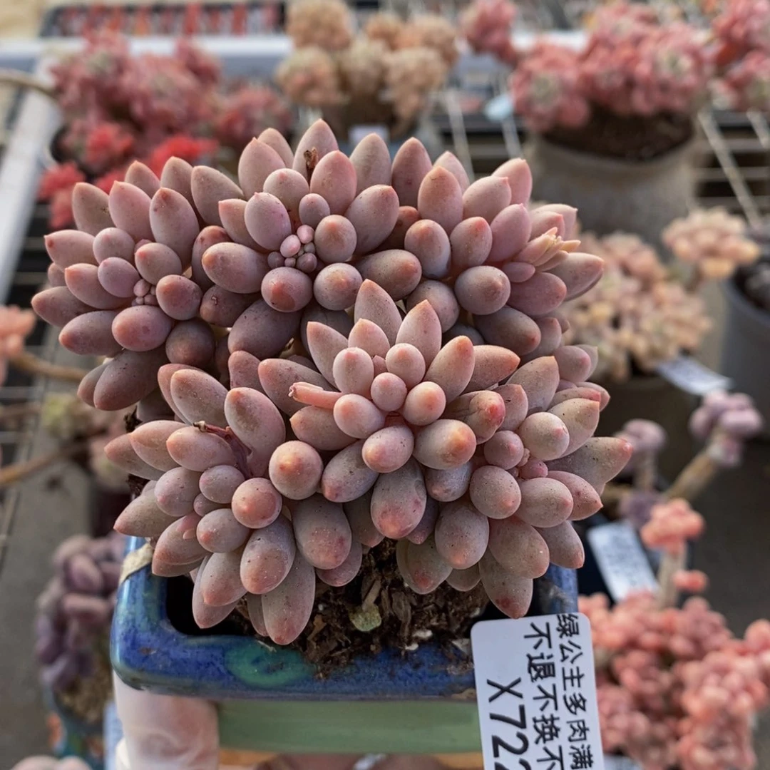 婴儿手指722/7c m