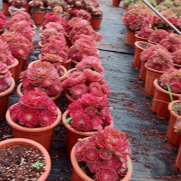 赤子心黑盆多肉植物