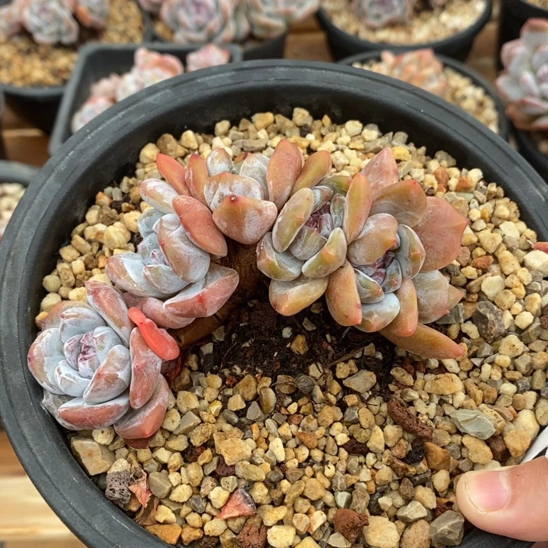 六头小树朵朵绿底紫心