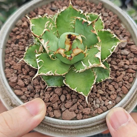 变异排刺蕾丝仁王冠龙舌兰