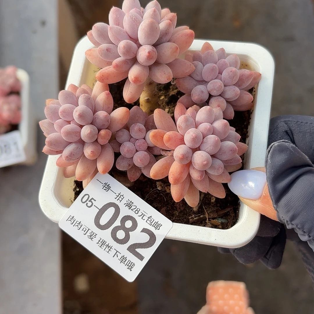 婴儿手指无盆土发货无盆