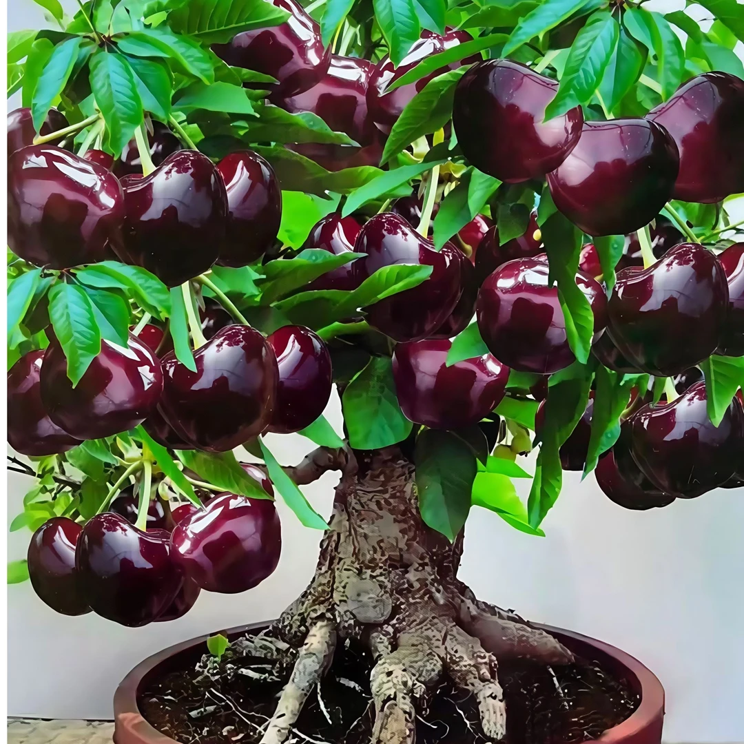 巴西针叶大樱桃庭院阳台耐寒耐热南方北方高产抗病好养