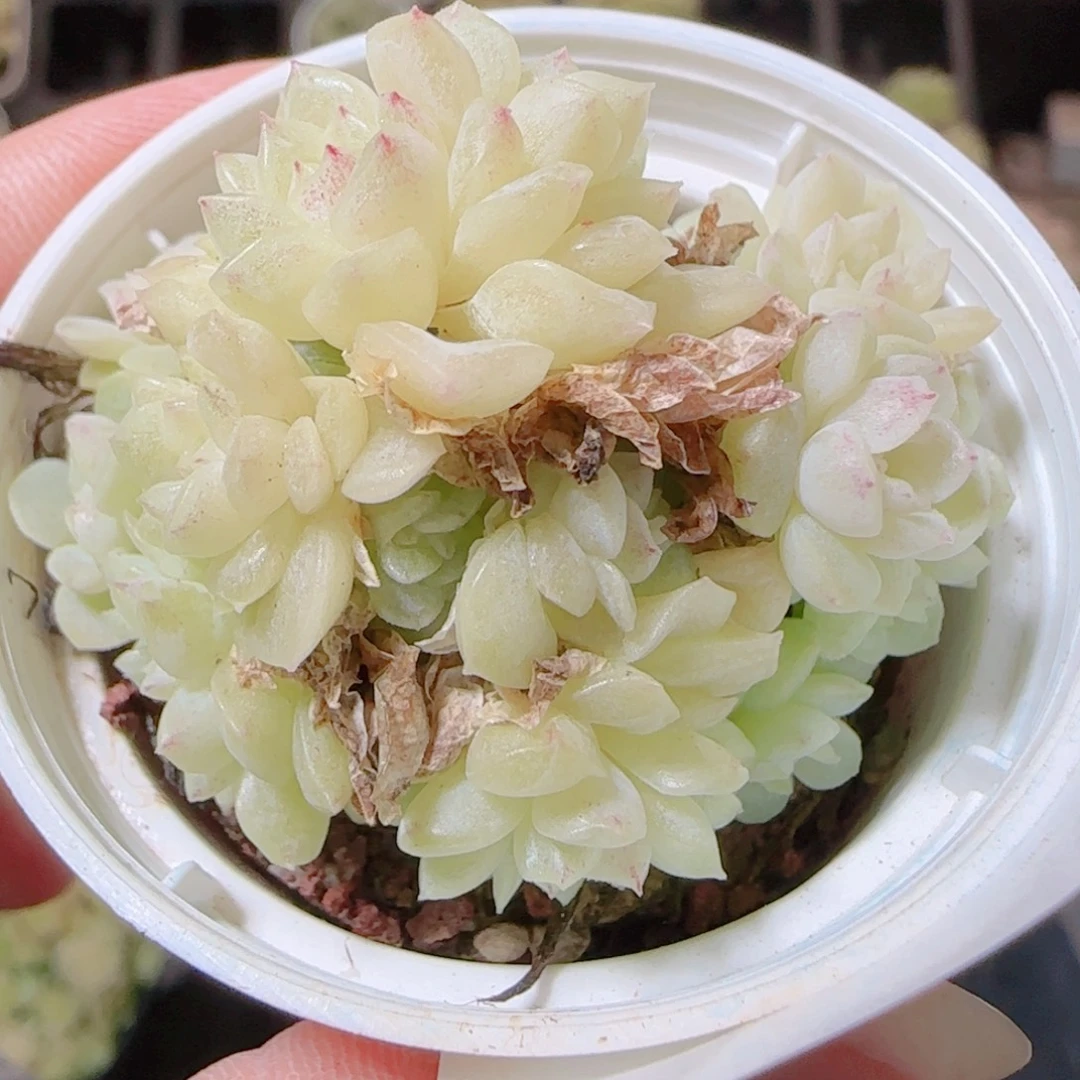 花语逸镜1114-166散
