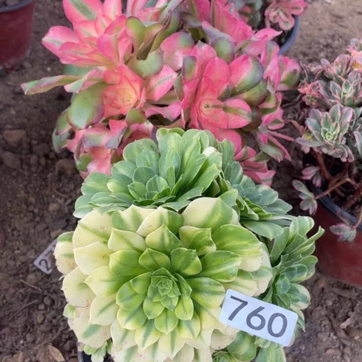 760组合无售后多肉