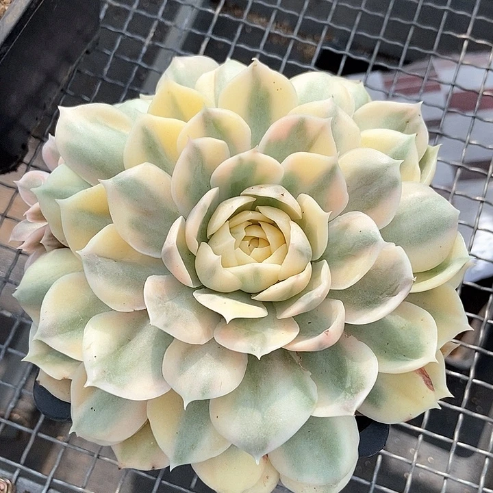 昂斯诺锦多肉植物