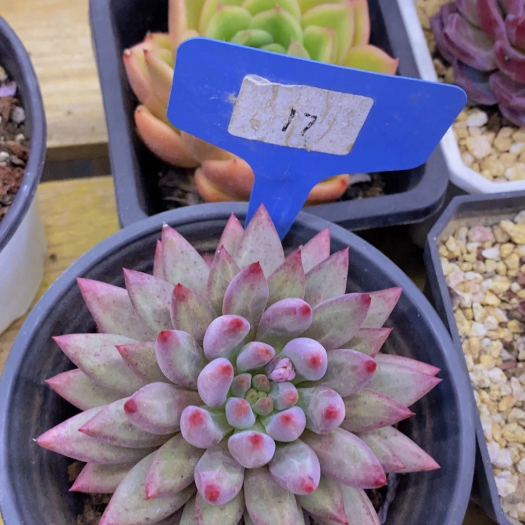 活动专场，最后一场