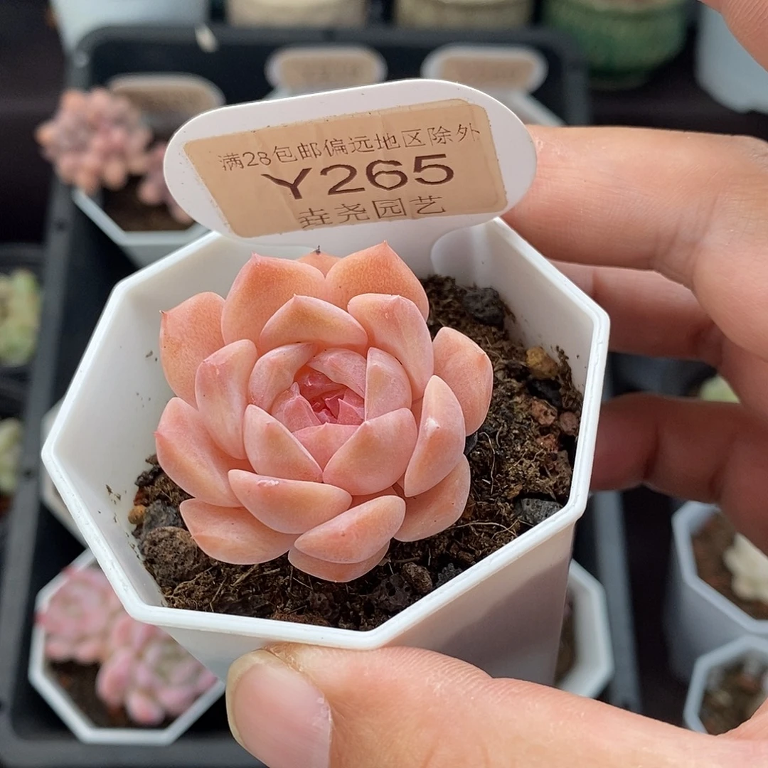 0265 粉魄单头 3.5cm