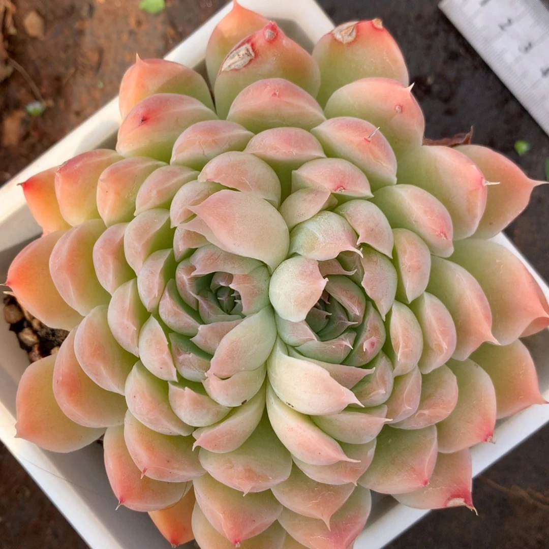 4499杂交多肉老桩