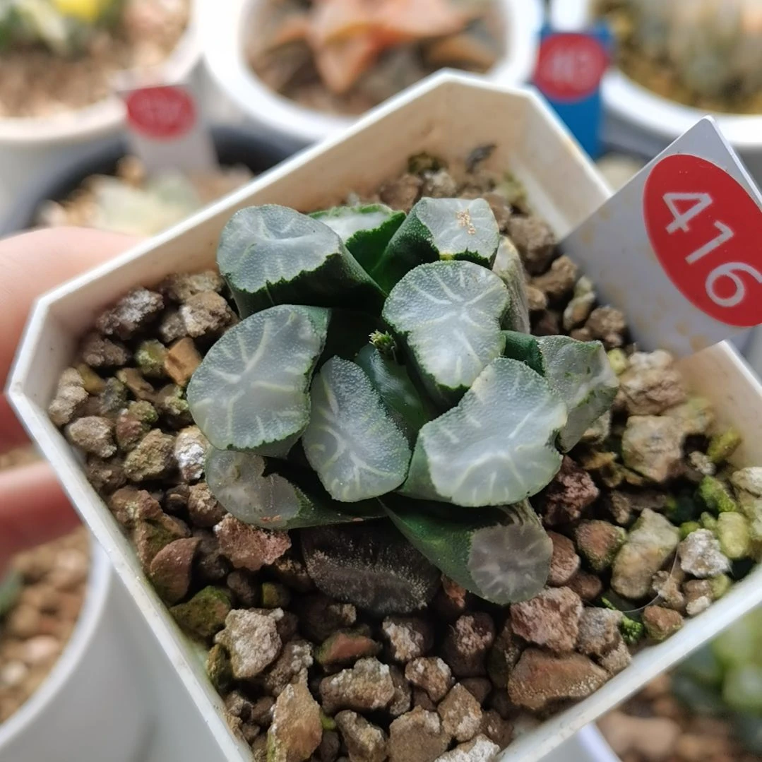 416号白瓷万象锦一物一拍带盆土发货