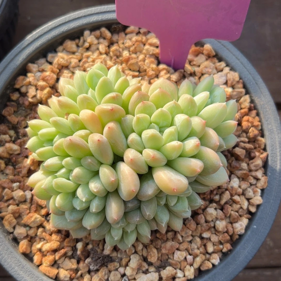 百达翡翠111111111111