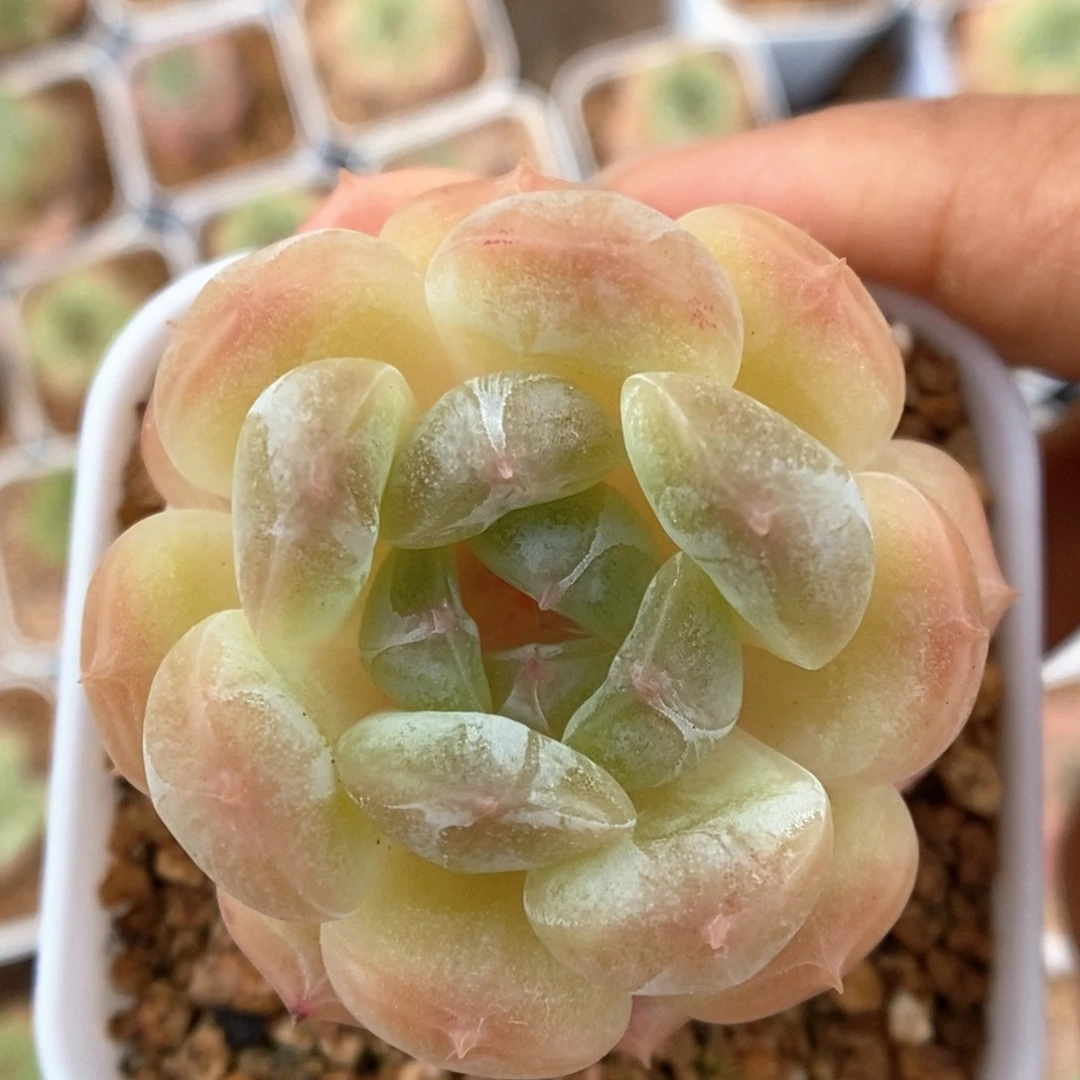 白色恋人可拍2557号