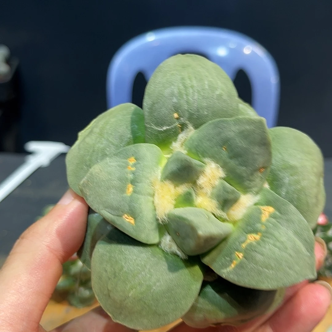 19号自根牛舌微损福利