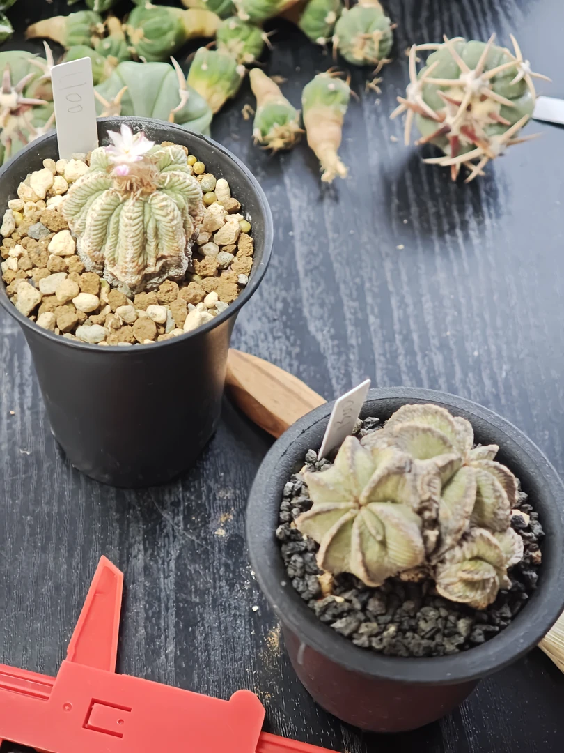 实生草球专拍链接