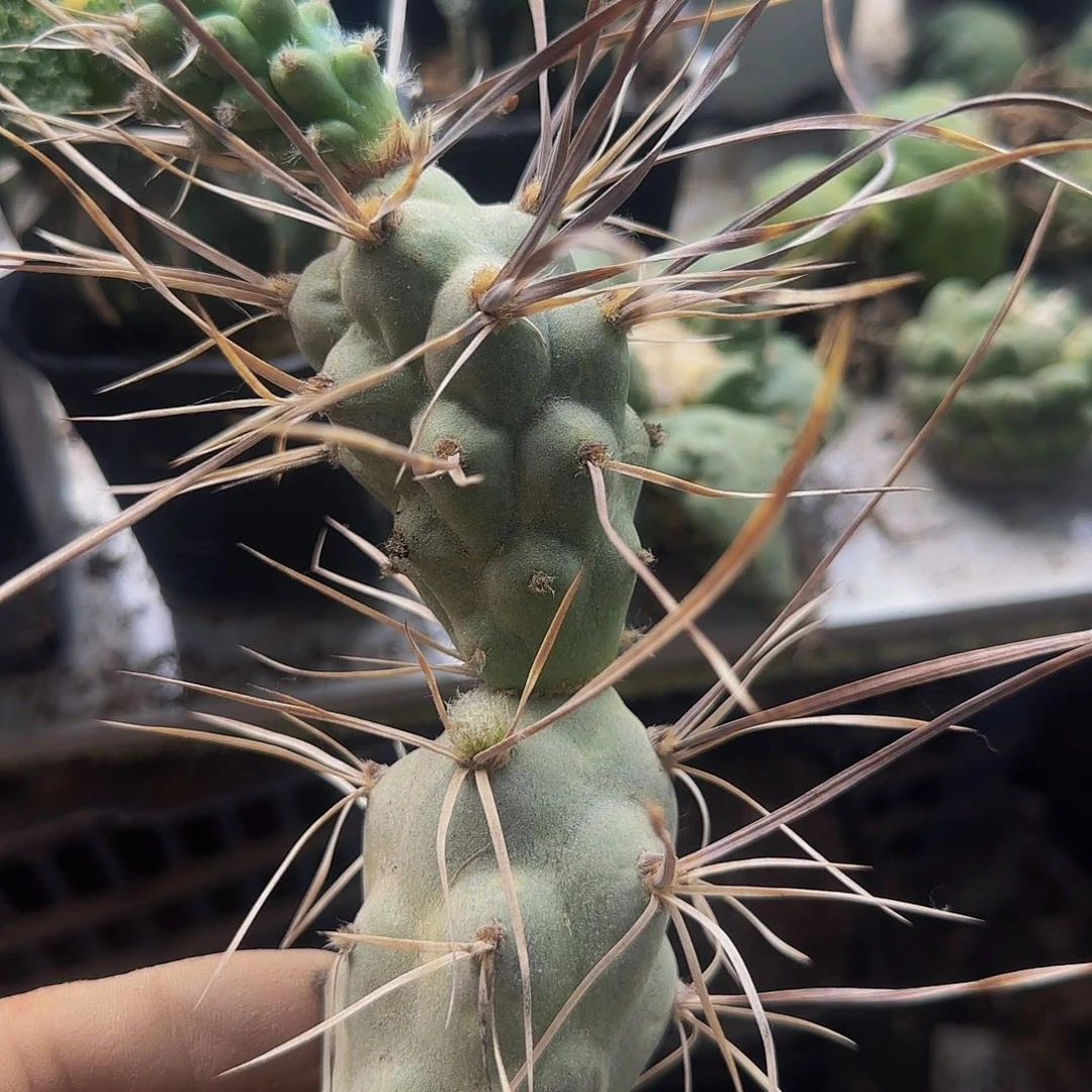 超长刺枪骑兵896