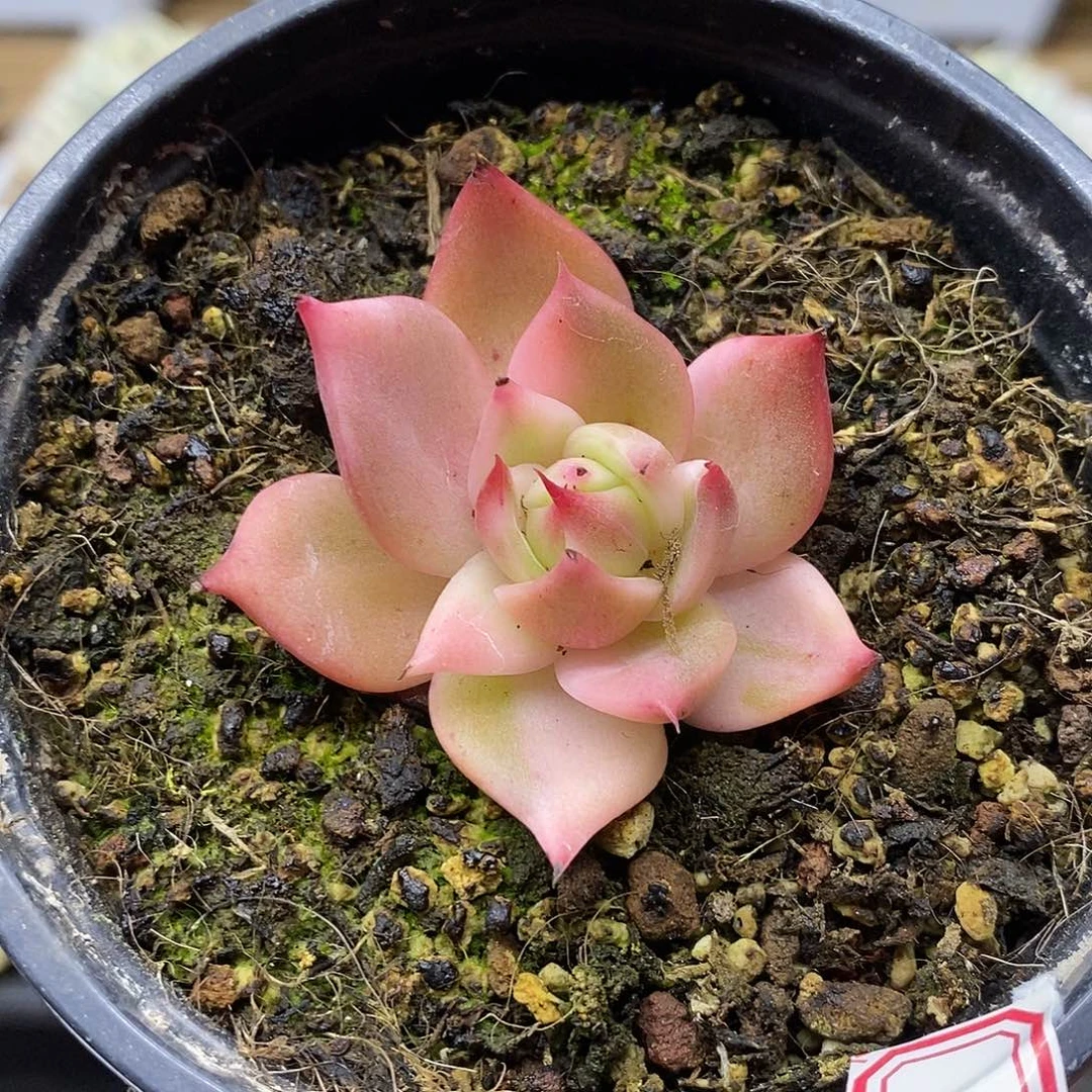 2013 东云花木兰花脸锦