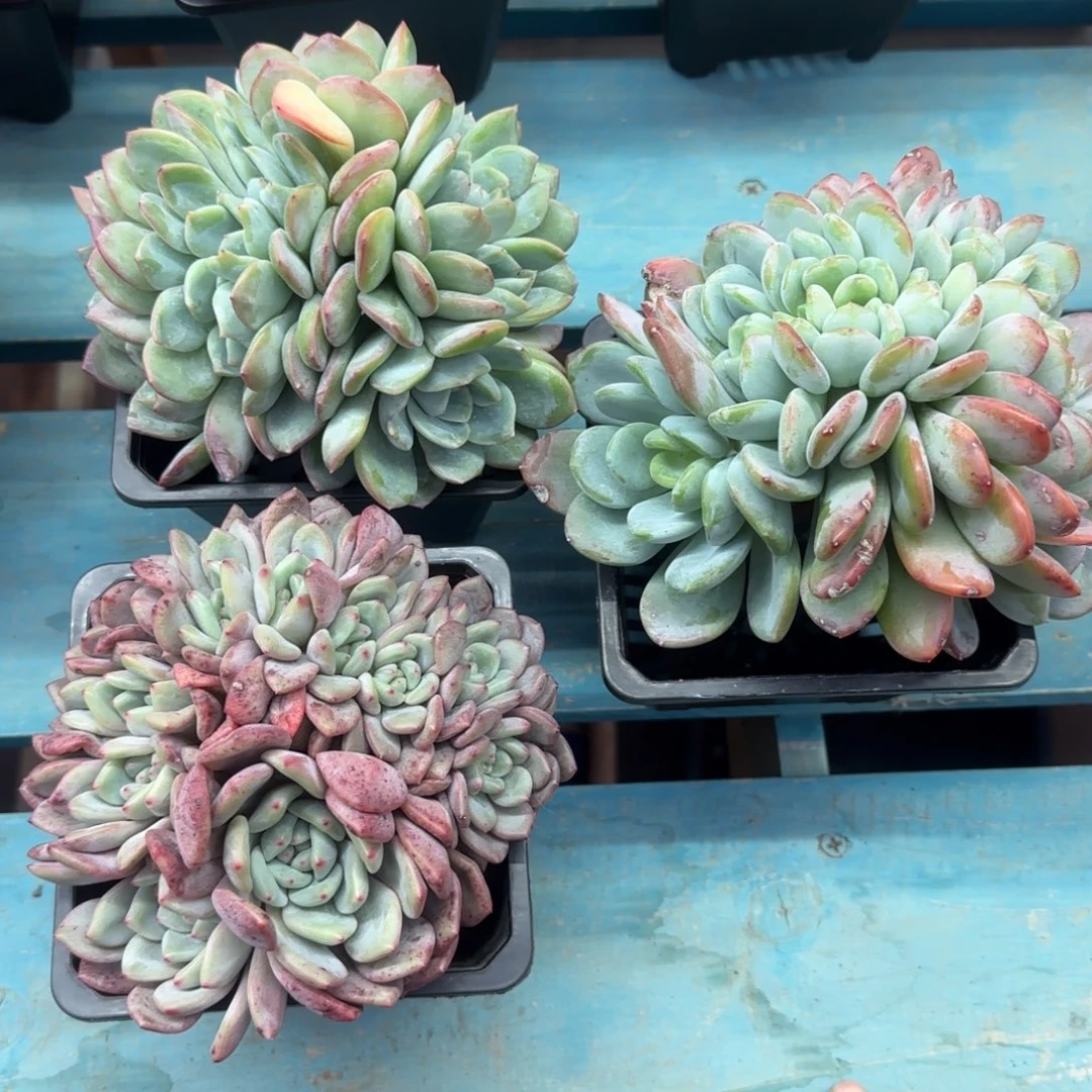 香橙缀，泡芙10头，爱丽儿11头，发货点延迟