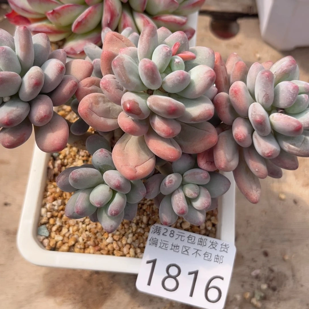 大1816。b x b x n f n c j