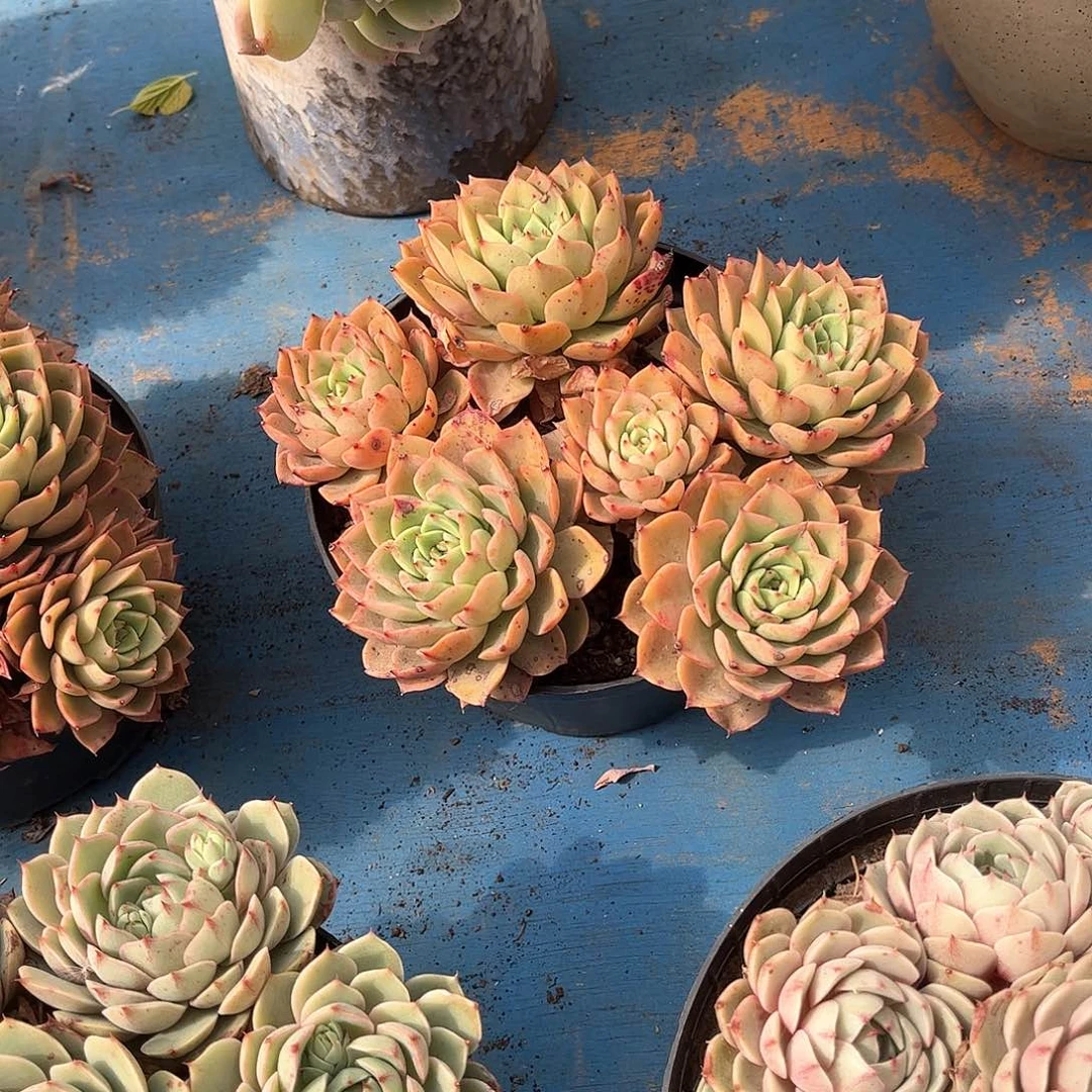 沐*贝拉多那玫瑰18