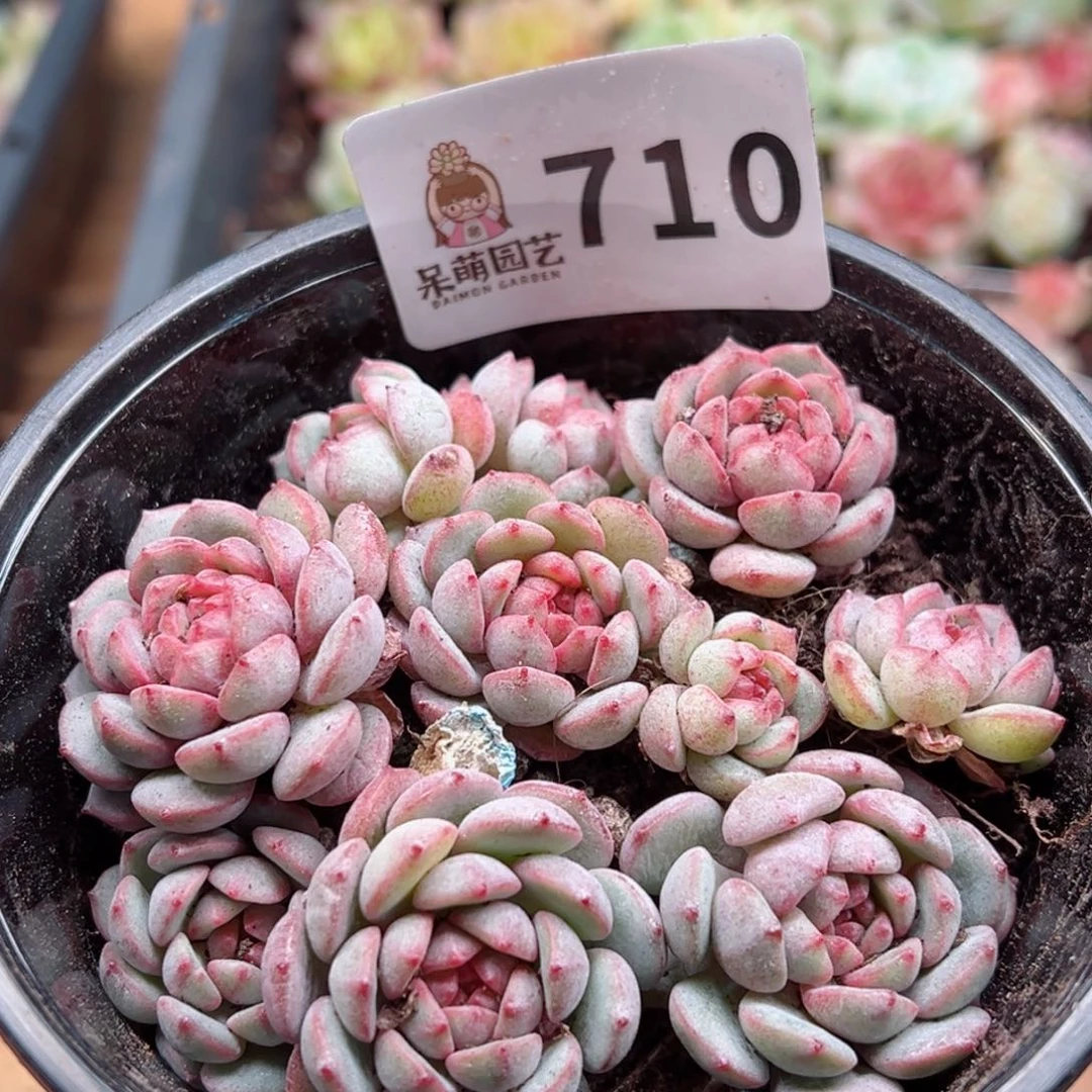 多肉植物多肉植物