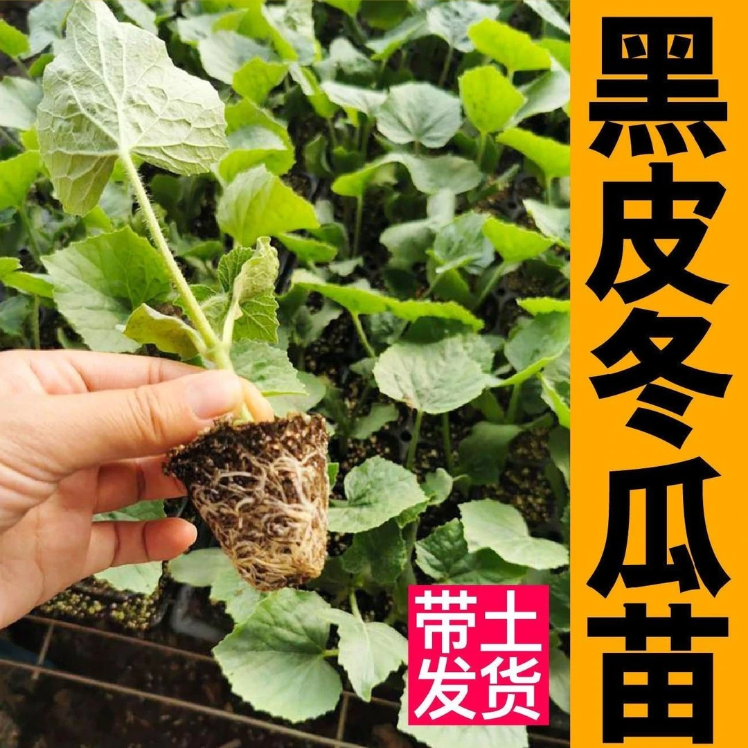 黑皮大冬瓜苗青皮冬瓜苗粉皮黑色带土秧苗适合春天种的菜苗蔬菜苗